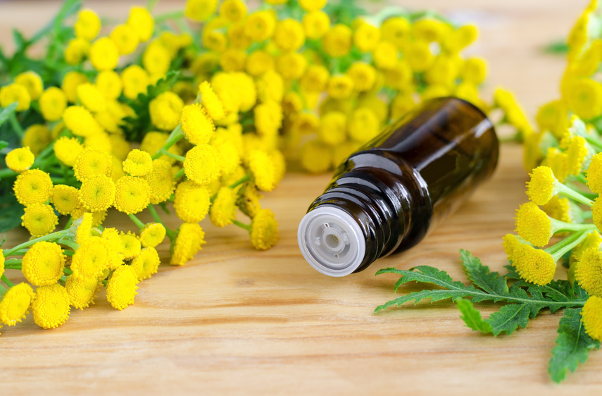 Small bottle of essential tansy oil